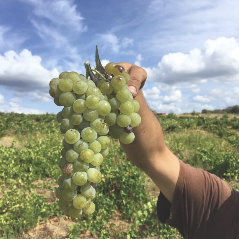 ElBierzo.ES - Gastronomia, Vinos del Bierzo